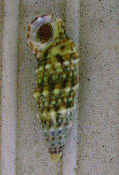 Cerithium lividulum?